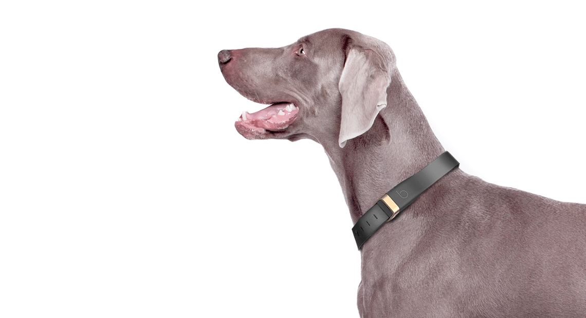 Beagard connected collar dog tracker