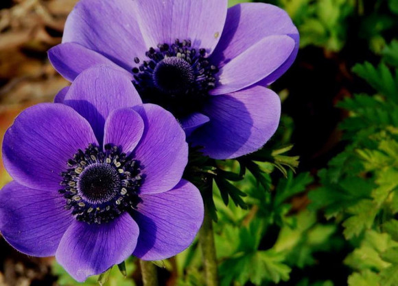 Chinese anemone health benefits