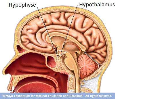 The hypothalamus is an area of ​​the brain that interacts closely with the pituitary gland. © Mayo