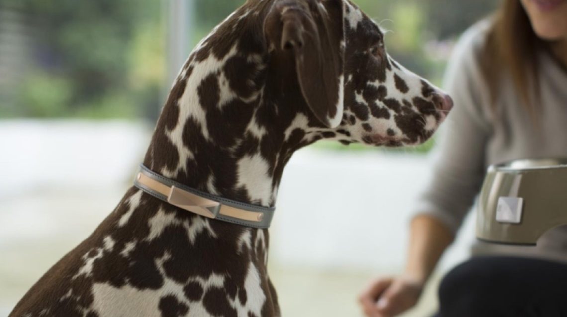 Felcana's connected collar tracks the health and behavior of your pet