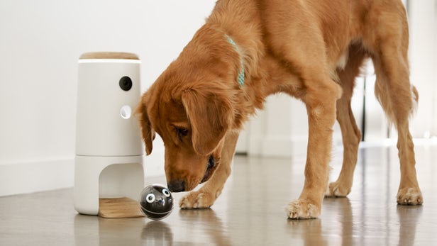 Pupple The connected object to entertain your dogs