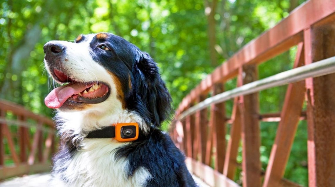 Scout Traks tracker monitor your Motorola dog