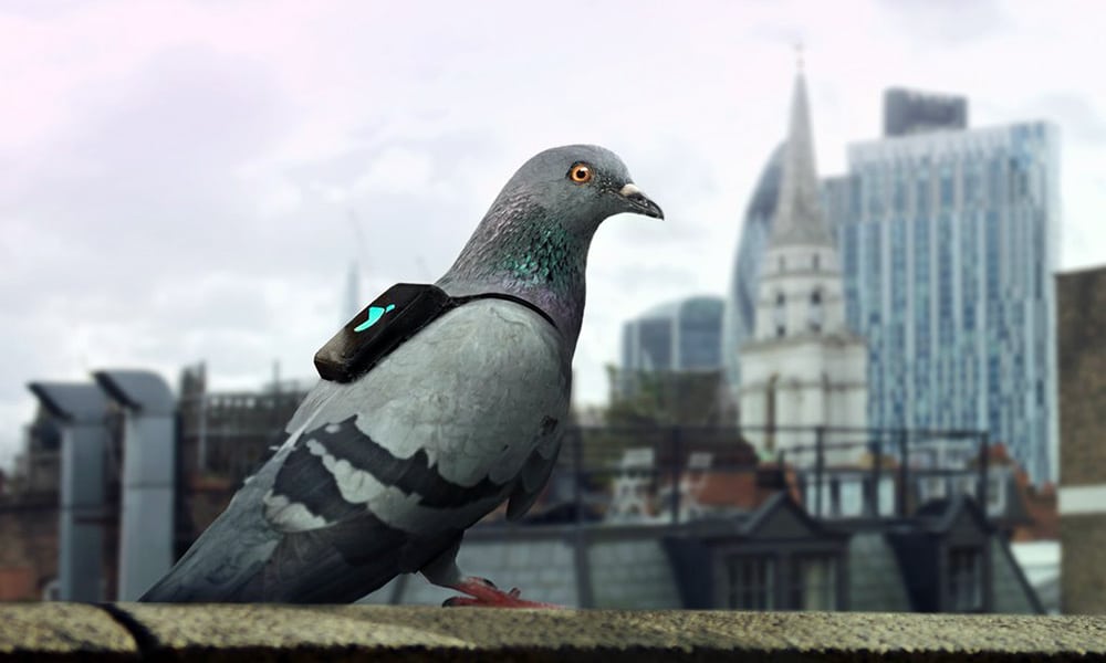 Air Patrol connected pigeons pollution Gary Fuller