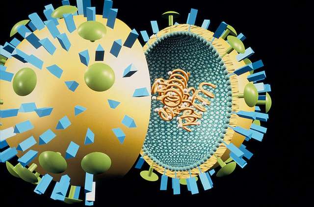 Influenza virus model, or influenza virus, with neuraminidase (in green) and hemagglutinin (in blue) on the surface. © Sanofi Pasteur, Flickr, CC by-nc-nd 2.0