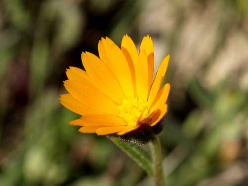 The field marigold flower (Calendula arvensis) closes at night and opens in the middle of the morning. © fturmog CC by-nc-sa 2.0