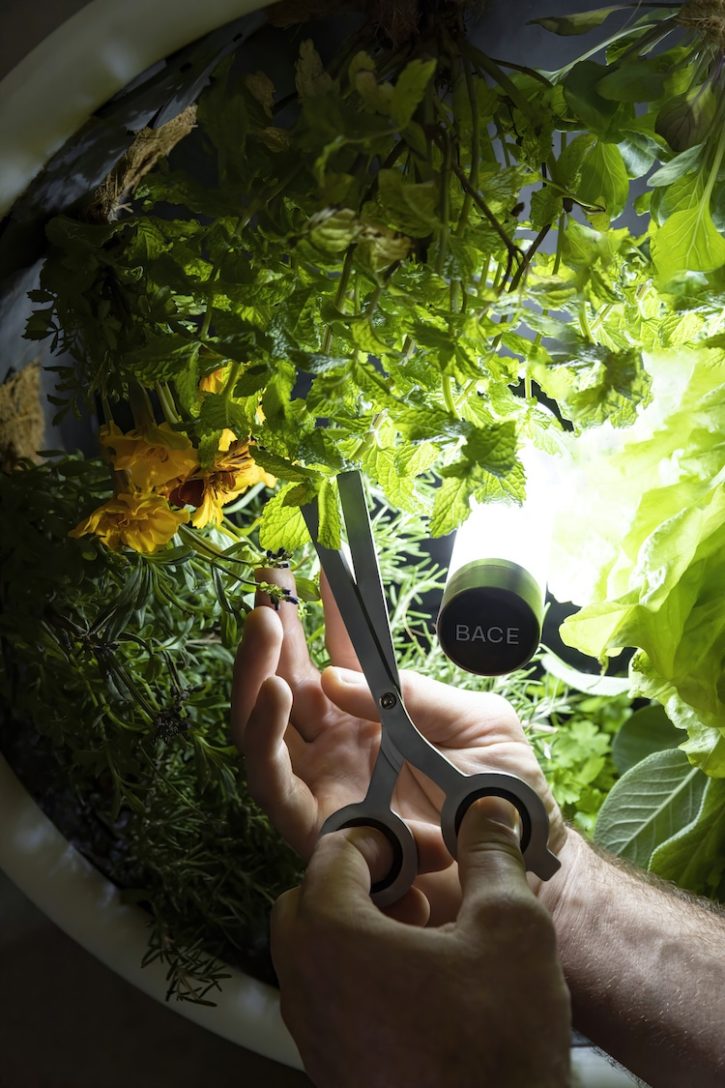 harvest on watering of rotafarm, the connected indoor garden inspired by nasa