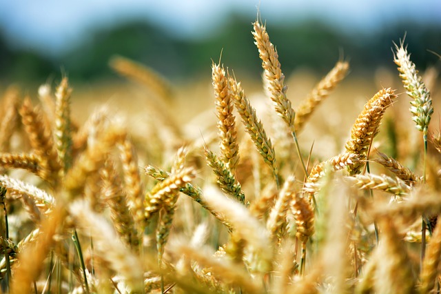 Wheat "width =" 640 "height =" 426 "srcset =" https://bwellmart.com/wp-content/uploads/2020/04/1587757854_16_Top-10-innovations-that-will-change-our-lives-Best-smart.jpg 640w, https://www.ABsmarthealth.net/ wp-content / uploads / 2015/02 / Blé-450x300.jpg 450w "sizes =" (max-width: 640px) 100vw, 640px "/></noscript></p>
<p style=