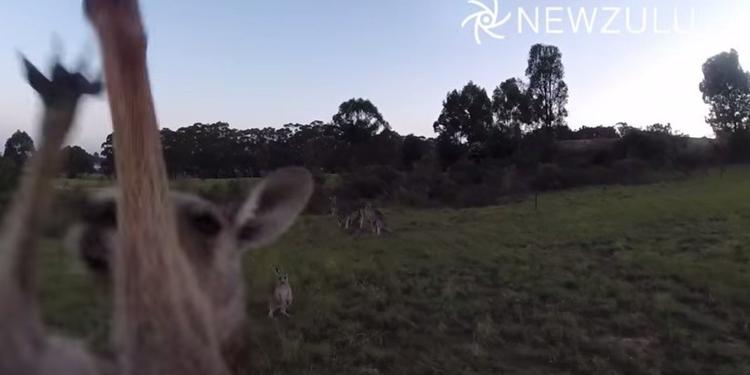 Kangaroo drone 2014